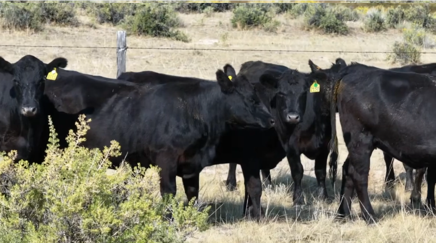90 Head of Black Angus and Black Baldy- BH911C5
